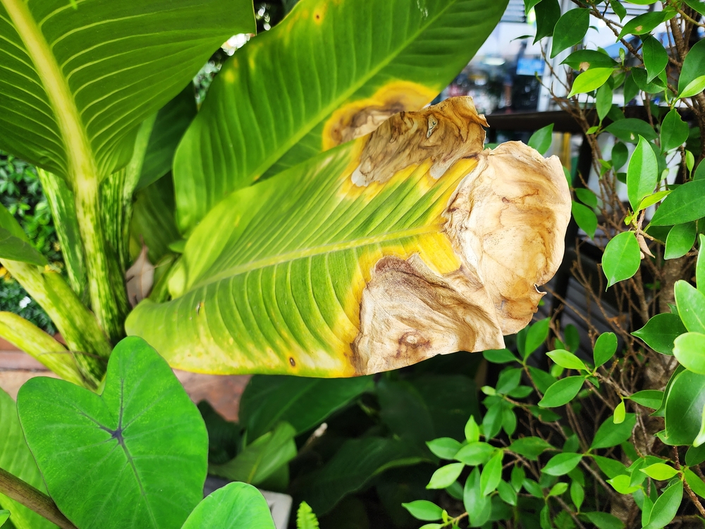 Wilson’s,Leaves,Delights,That,Are,Burnt,Brown,Or,Caused,By Wilson’s,Leaves,Delights,That,Are,Burnt,Brown,Or,Caused,By