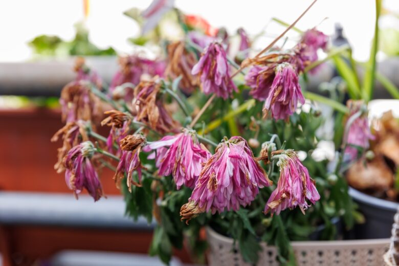 Dried,Pink,Flowers,With,Brown,Edges,Hang,Limp,In,A