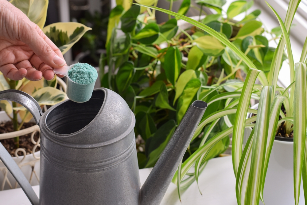 Closeup,Person’s,Hand,Holding,Scoop,With,Plant,Fertilizer,To,Add Closeup,Person’s,Hand,Holding,Scoop,With,Plant,Fertilizer,To,Add