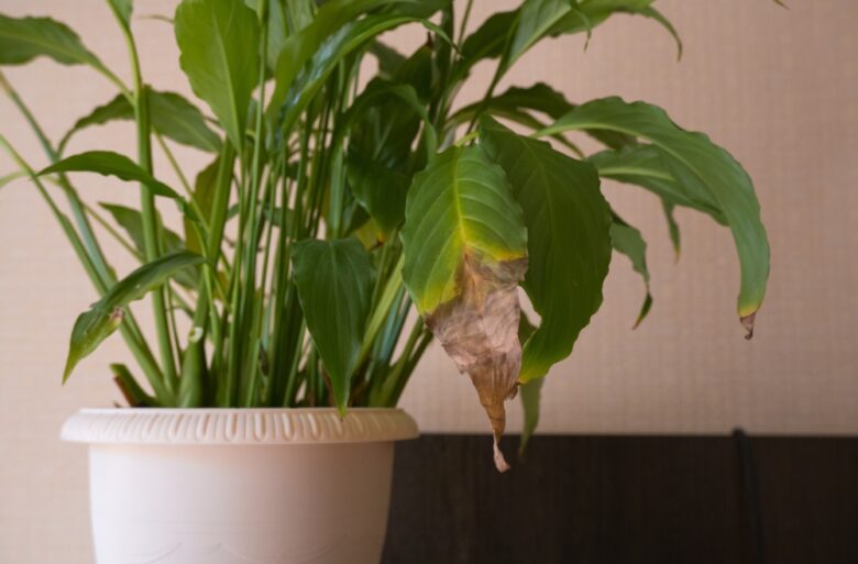 Close-up,Of,The,Green,Leaves,Of,A,Spathiphyllum,Houseplant,,Yellowed