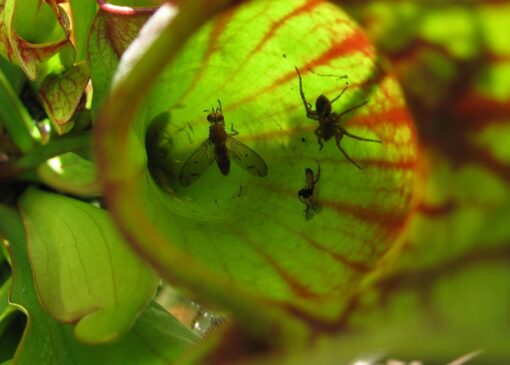 Piante carnivore in casa: quali insetti catturano e gli errori da evitare