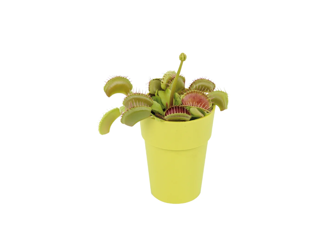 piante-carnivore-lidl piante-carnivore-lidl