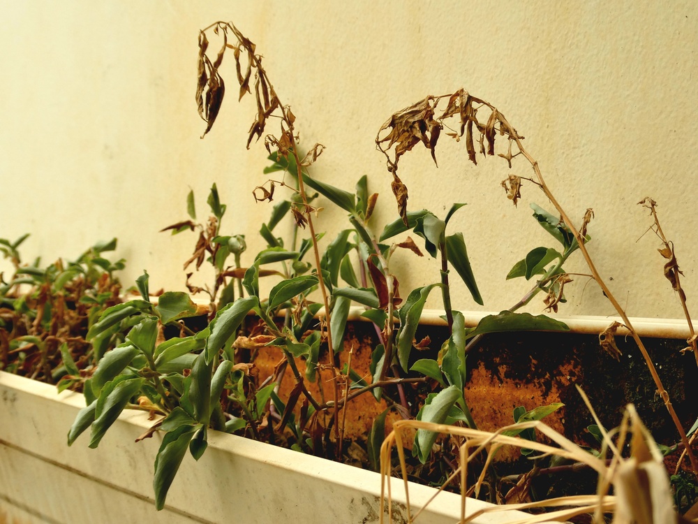 Real,Photo,Showing,A,Mix,Of,Green,And,Dry,,Withered Real,Photo,Showing,A,Mix,Of,Green,And,Dry,,Withered