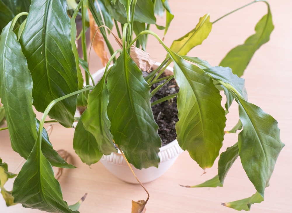 Close-up,Of,The,Green,Leaves,Of,A,Spathiphyllum,Houseplant,,Yellowed Close-up,Of,The,Green,Leaves,Of,A,Spathiphyllum,Houseplant,,Yellowed