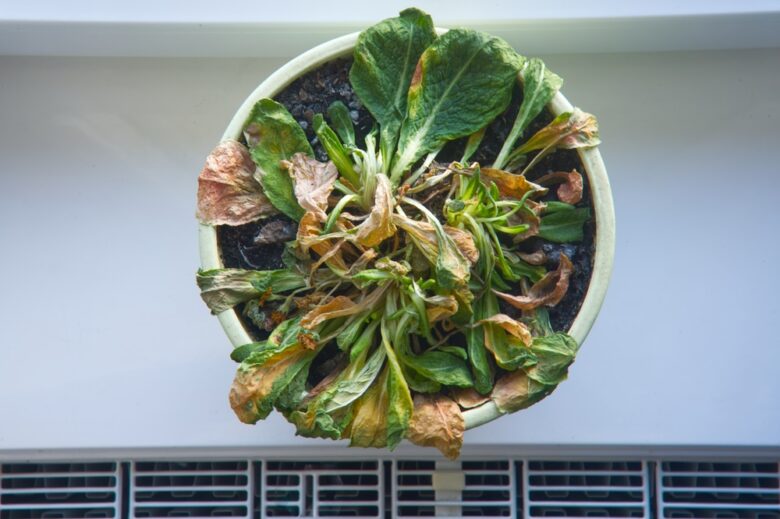 A,Withering,Plant,Standing,On,A,Windowsill,Near,A,Radiator
