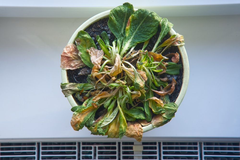 A,Withering,Plant,Standing,On,A,Windowsill,Near,A,Radiator A,Withering,Plant,Standing,On,A,Windowsill,Near,A,Radiator