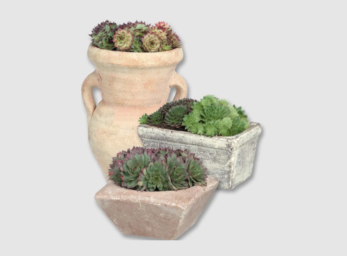 piante-succulente-lid piante-succulente-lid