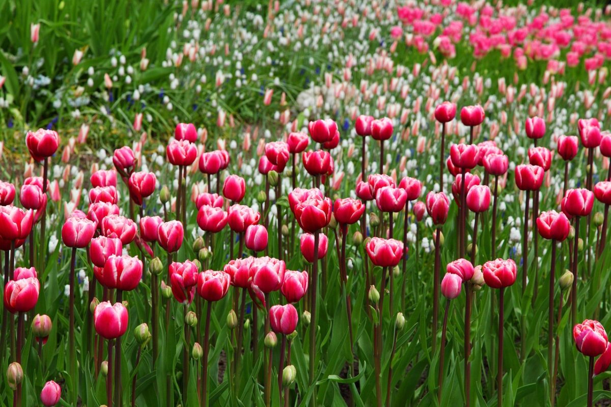 Piante, Giarrdino