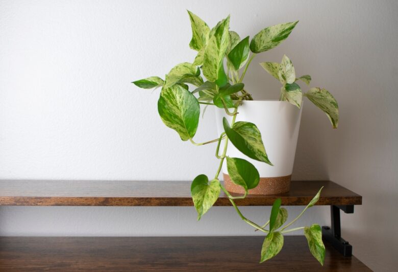 The,White,And,Green,Variegated,Leaves,Of,Marble,Queen,Pothos