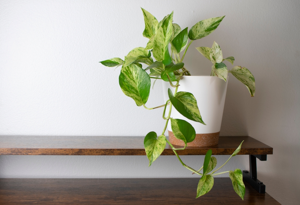 The,White,And,Green,Variegated,Leaves,Of,Marble,Queen,Pothos The,White,And,Green,Variegated,Leaves,Of,Marble,Queen,Pothos