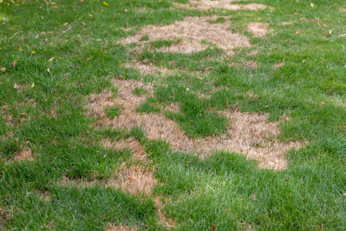 Il caldo record sta rovinando molti prati: quello da fare prima che sia troppo tardi