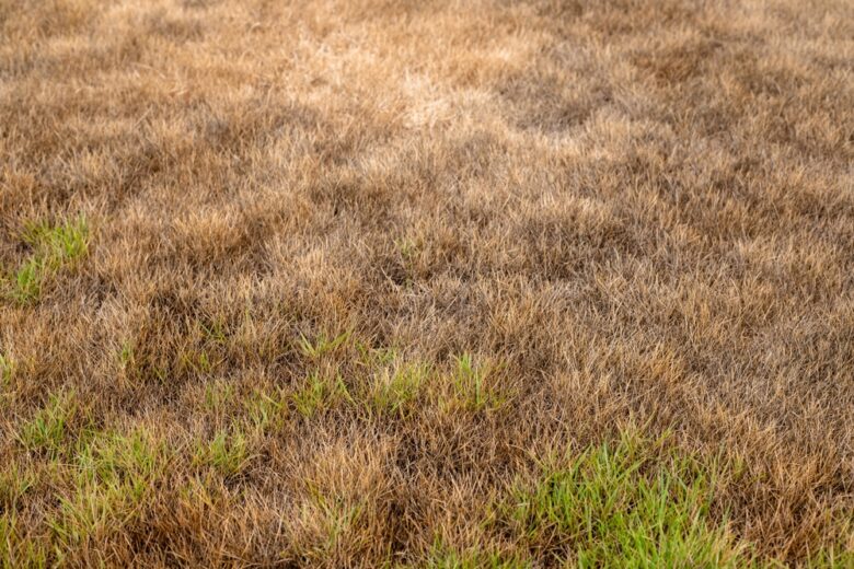 Patchy,Green,And,Brown,Grass.,Drought,Damaged,Yard,Background.