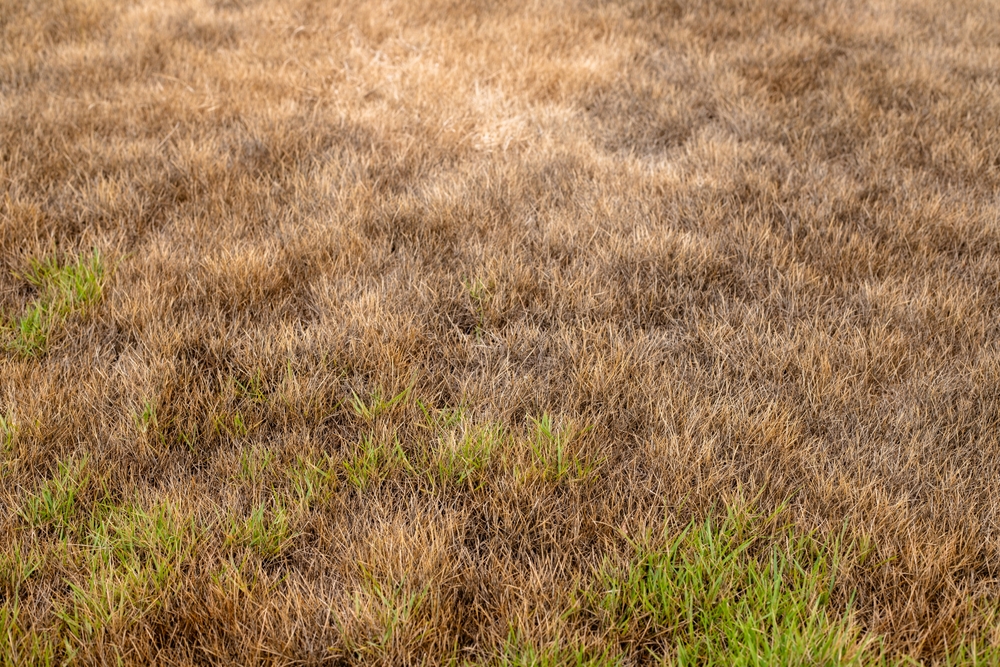 Patchy,Green,And,Brown,Grass.,Drought,Damaged,Yard,Background. Patchy,Green,And,Brown,Grass.,Drought,Damaged,Yard,Background.