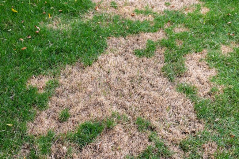 Lawn,With,Dry,And,Green,Patches