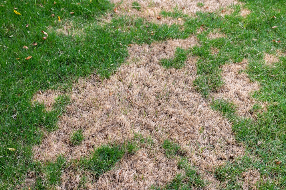 Lawn,With,Dry,And,Green,Patches Lawn,With,Dry,And,Green,Patches