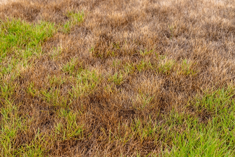Patchy,Lawn,With,Green,And,Brown,Grass,In,Summer,Heat Patchy,Lawn,With,Green,And,Brown,Grass,In,Summer,Heat