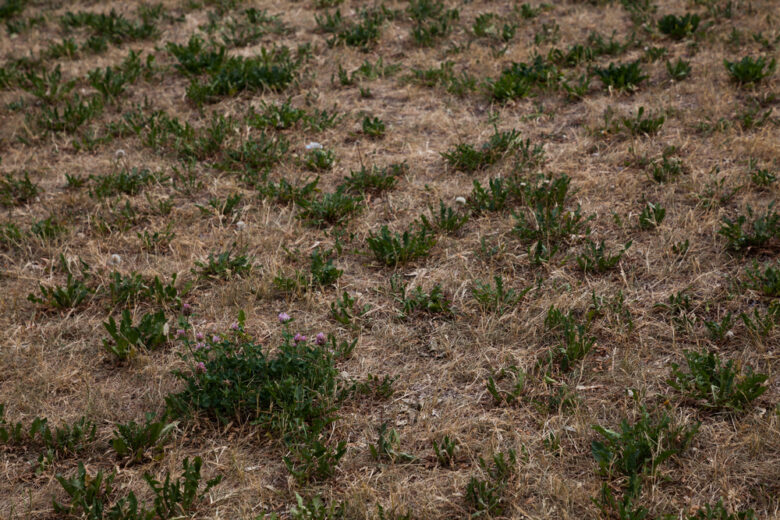 Dry,Lawn,During,Heat,Wave