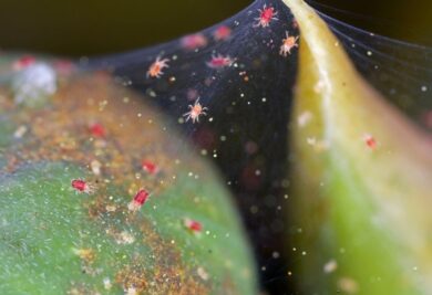 Il nemico invisibile delle piante prolifera con il caldo: come eliminarlo naturalmente