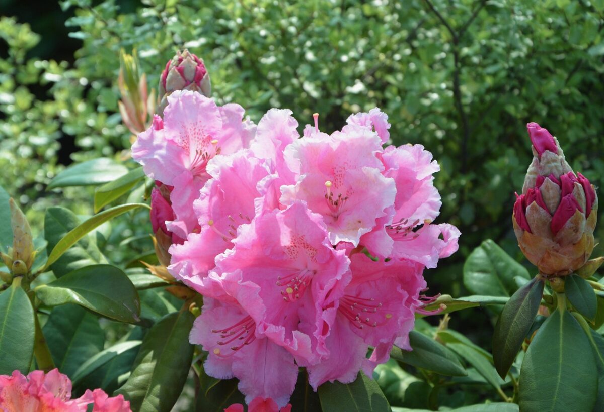 Rododendro Rododendro
