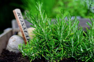 Non tutte le piante sopportano il vento: queste sono fatte per i balconi più esposti