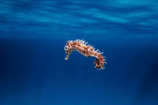 Video – La natura sorprende ancora: il ritorno che riaccende la speranza nei nostri mari