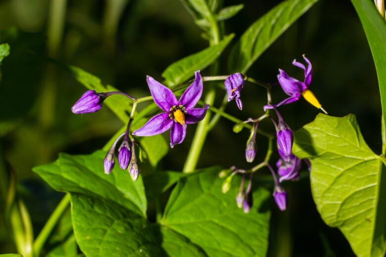 Bittersweet,Nightshade,,Solanum,Dulcamara,,Flowers,And,Buds,With,Leaves,Close