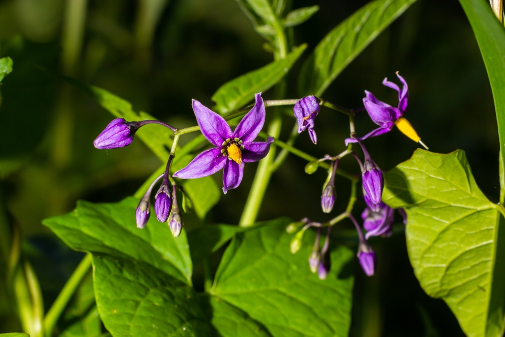 Bittersweet,Nightshade,,Solanum,Dulcamara,,Flowers,And,Buds,With,Leaves,Close Bittersweet,Nightshade,,Solanum,Dulcamara,,Flowers,And,Buds,With,Leaves,Close