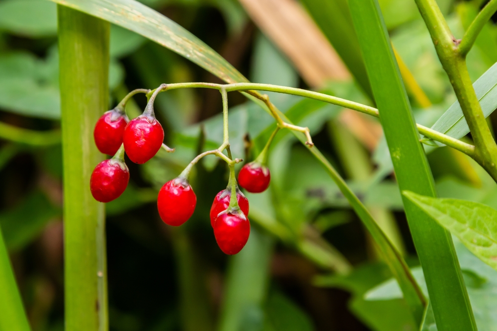 Red,Berries,Of,Woody,Nightshade,,Also,Known,As,Bittersweet,,Solanum Red,Berries,Of,Woody,Nightshade,,Also,Known,As,Bittersweet,,Solanum