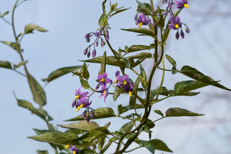 Bittersweet,Nightshade,(solanum,Dulcamara),Flowers,And,Buds,With,Leaves.,Place
