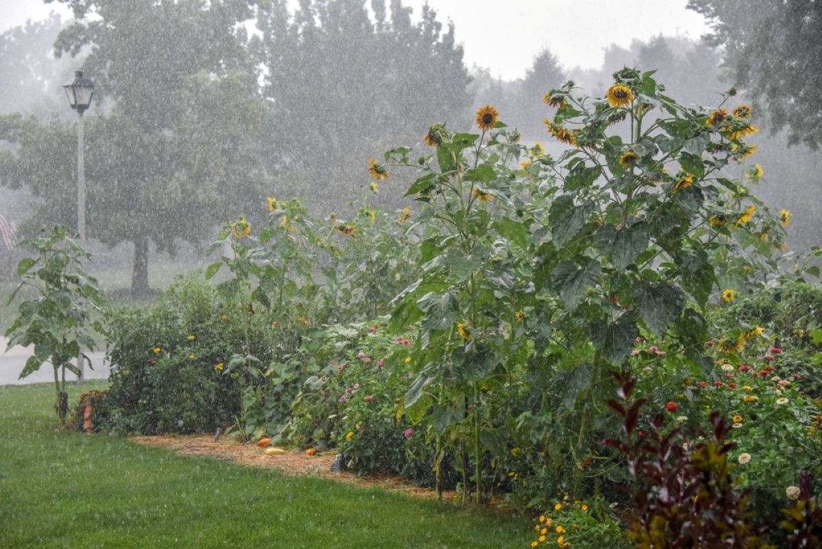 Temporali estivi sempre più violenti: come salvare giardino e balcone dai danni