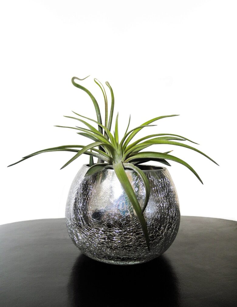 Tillandsia