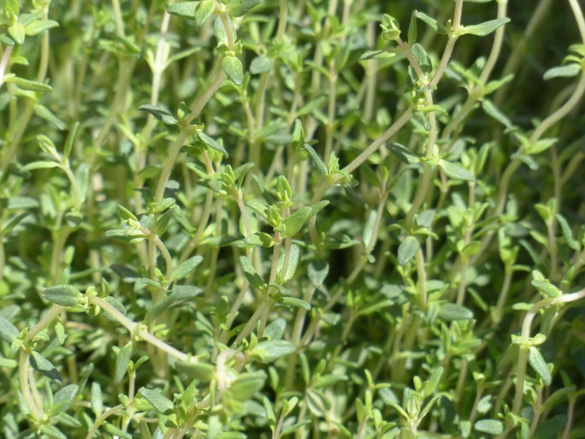 Bastano pochi accorgimenti per salvare il timo dalle temperature record