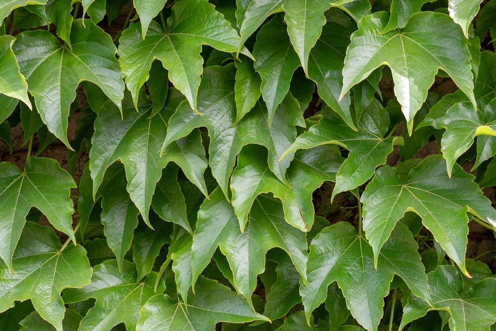 Parthenocissus,Tricuspidata,,Commonly,Known,As,Boston,Ivy,,Grape,Ivy,,Japanese