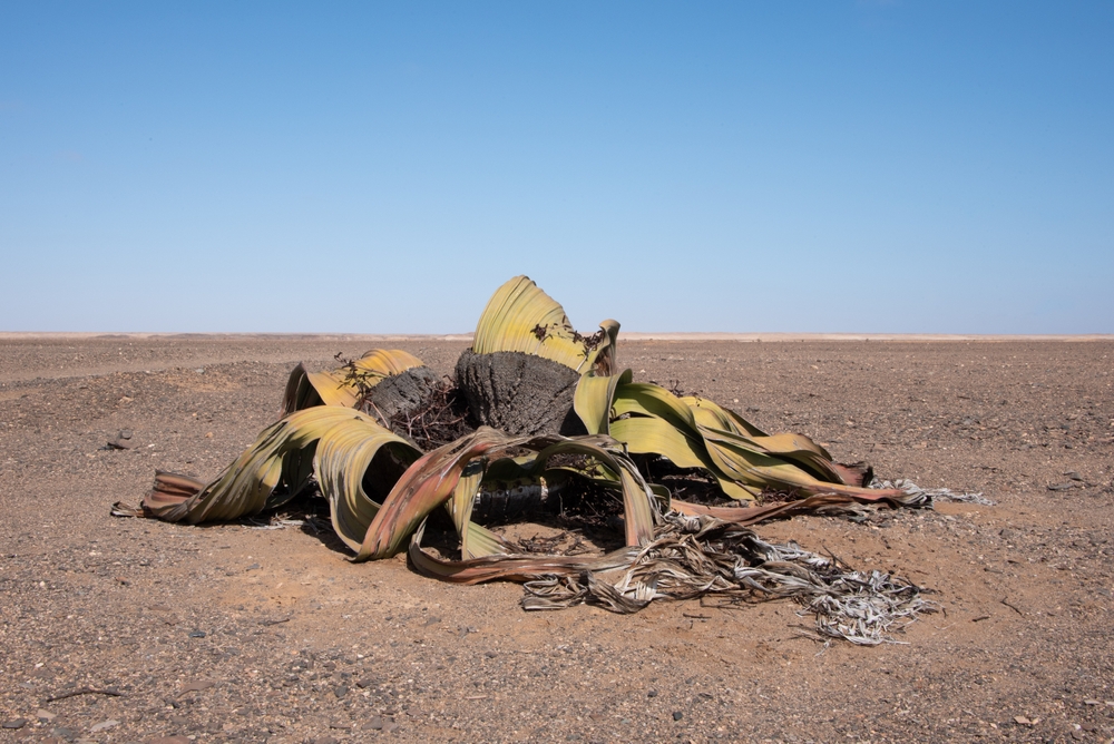 Close-up,Of,A,Single,Welwitschia,Plant,(welwitschia,Mirabilis),In,The Close-up,Of,A,Single,Welwitschia,Plant,(welwitschia,Mirabilis),In,The