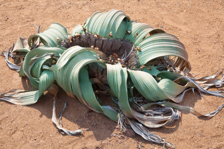 Big,Beautiful,Blooming,Green,Flower,Welwitschia,Mirabilis,On,Yellow,Sand