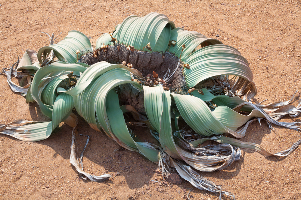 Big,Beautiful,Blooming,Green,Flower,Welwitschia,Mirabilis,On,Yellow,Sand Big,Beautiful,Blooming,Green,Flower,Welwitschia,Mirabilis,On,Yellow,Sand