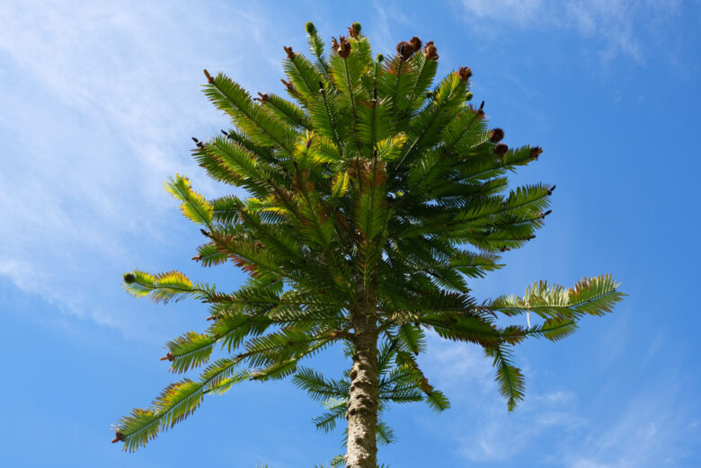 Wollemia,Pine,Knownly,As,The,Living,Fossil