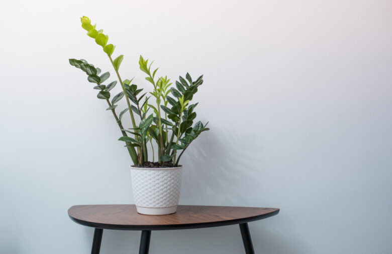 Zamioculcas,Flower,In,White,Pot,On,Wooden,Table,Against,White