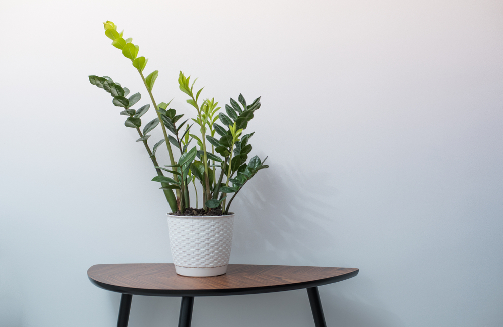 Zamioculcas,Flower,In,White,Pot,On,Wooden,Table,Against,White
