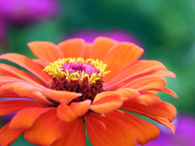 Zinnia,