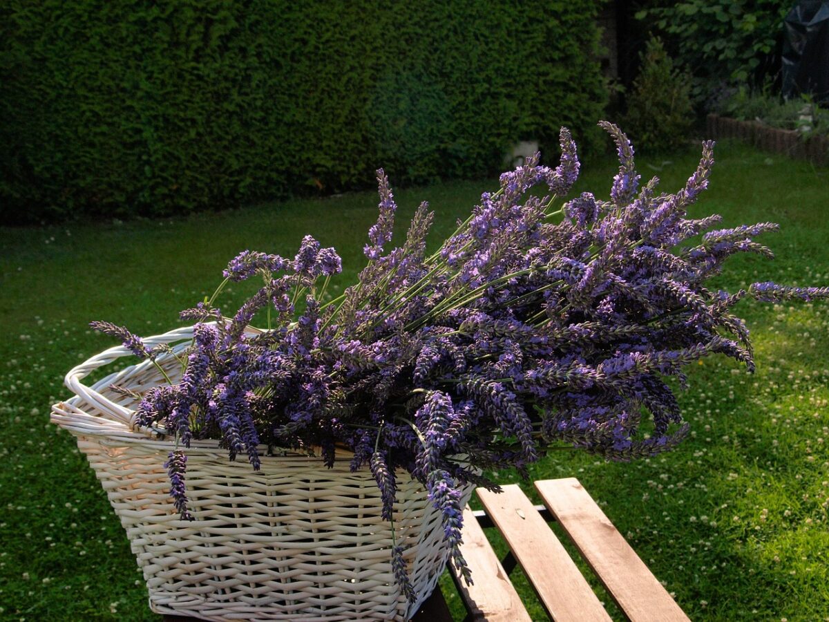 ACETO, LAVANDA ACETO, LAVANDA