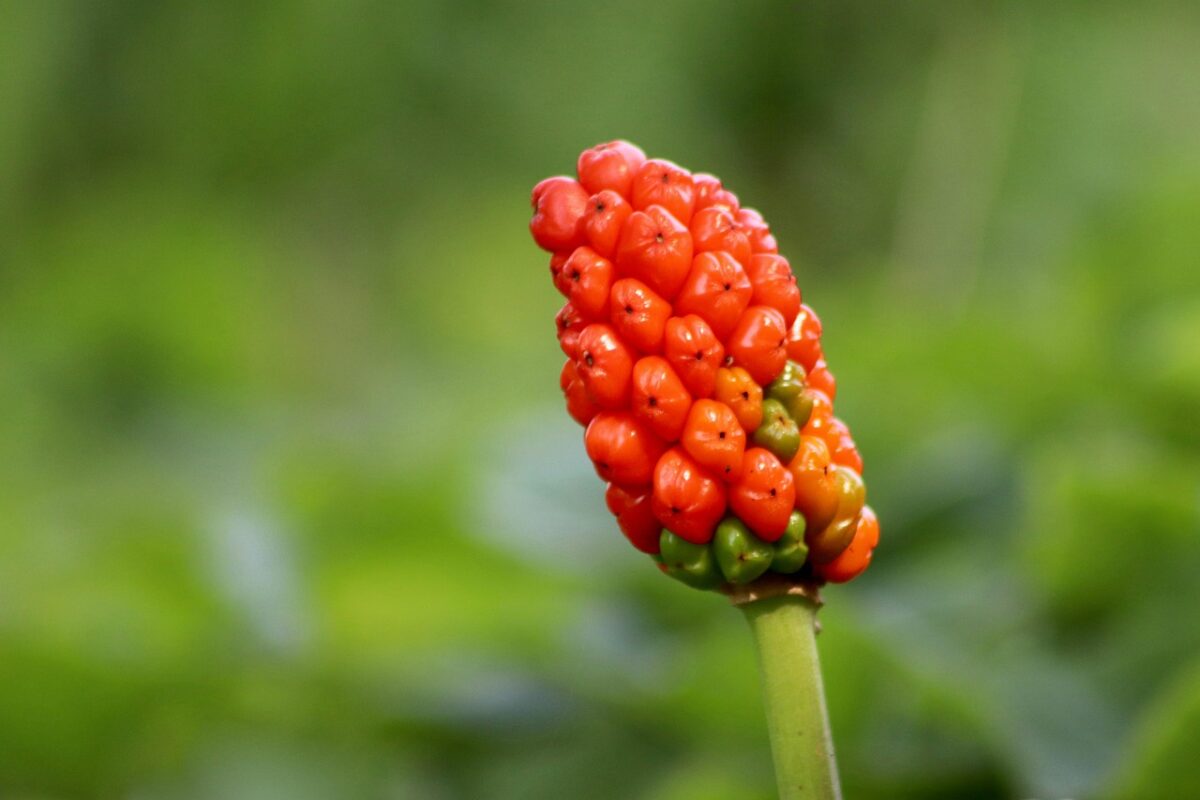ARUM, ITALICUM