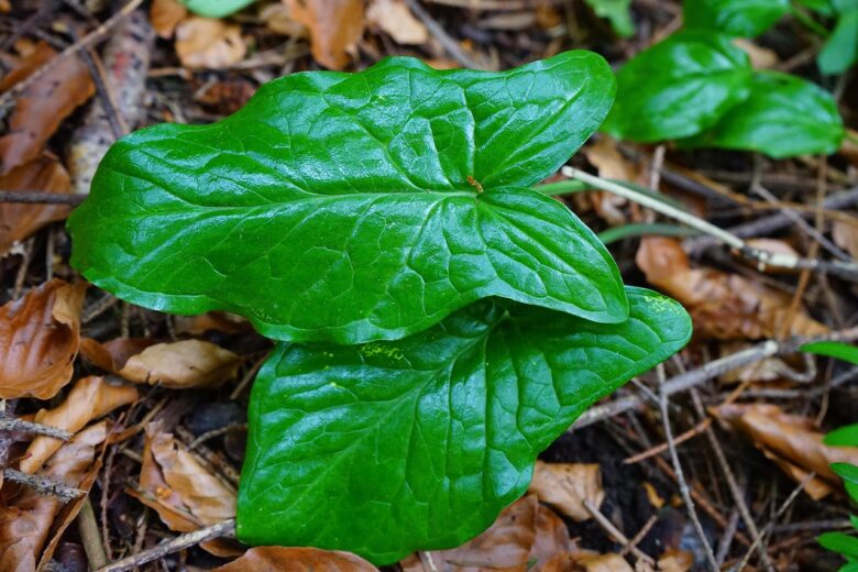 ARUM,, ITALICUM