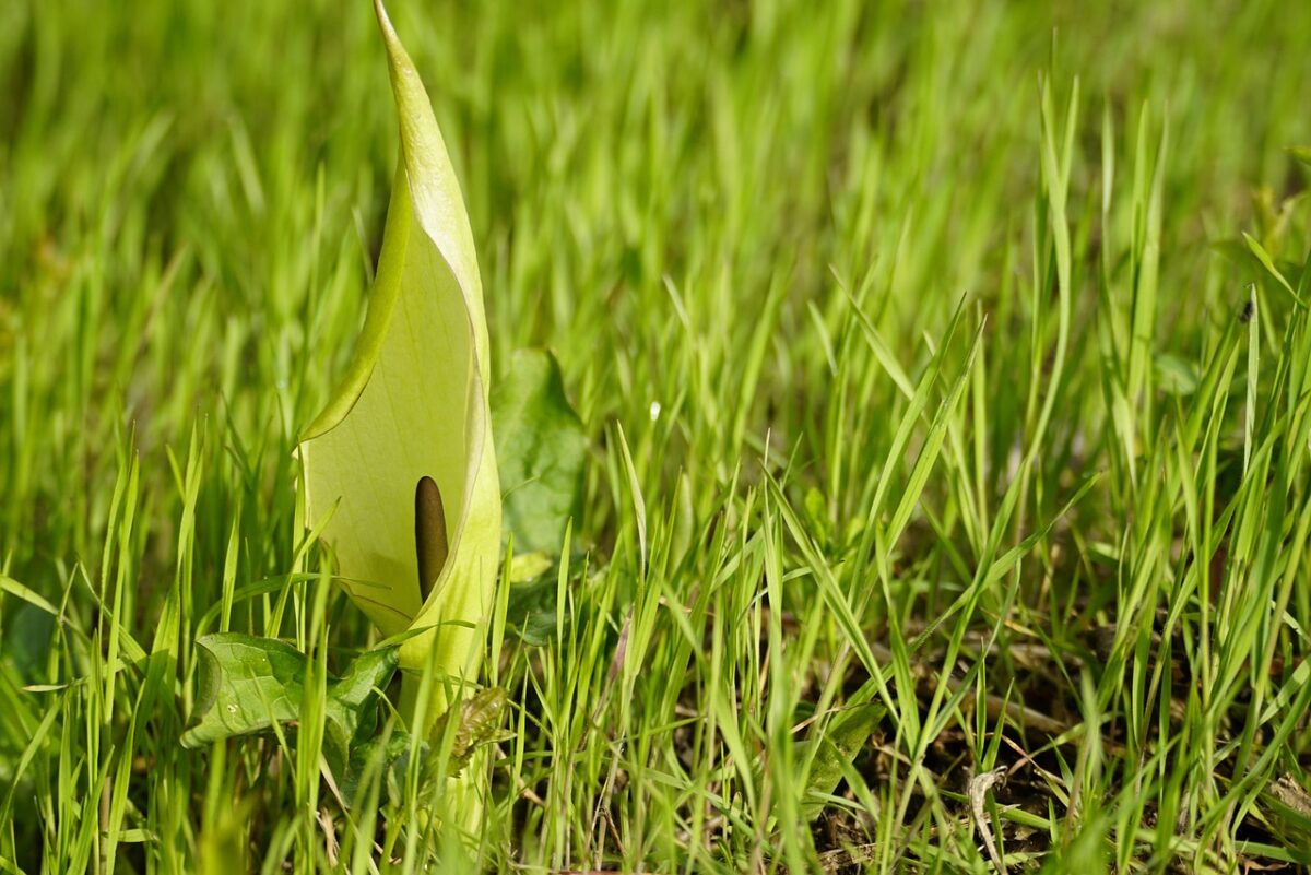 ARUM,, ITALICUM