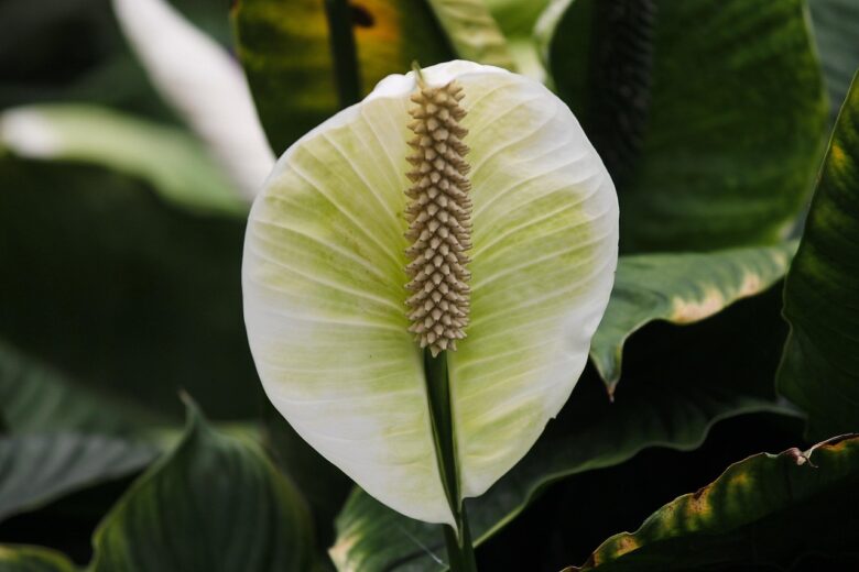 ARUM,, ITALICUM
