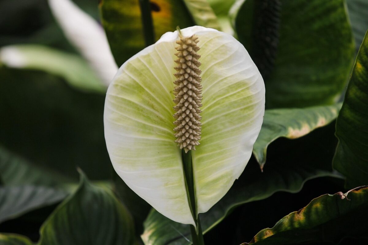 ARUM,, ITALICUM