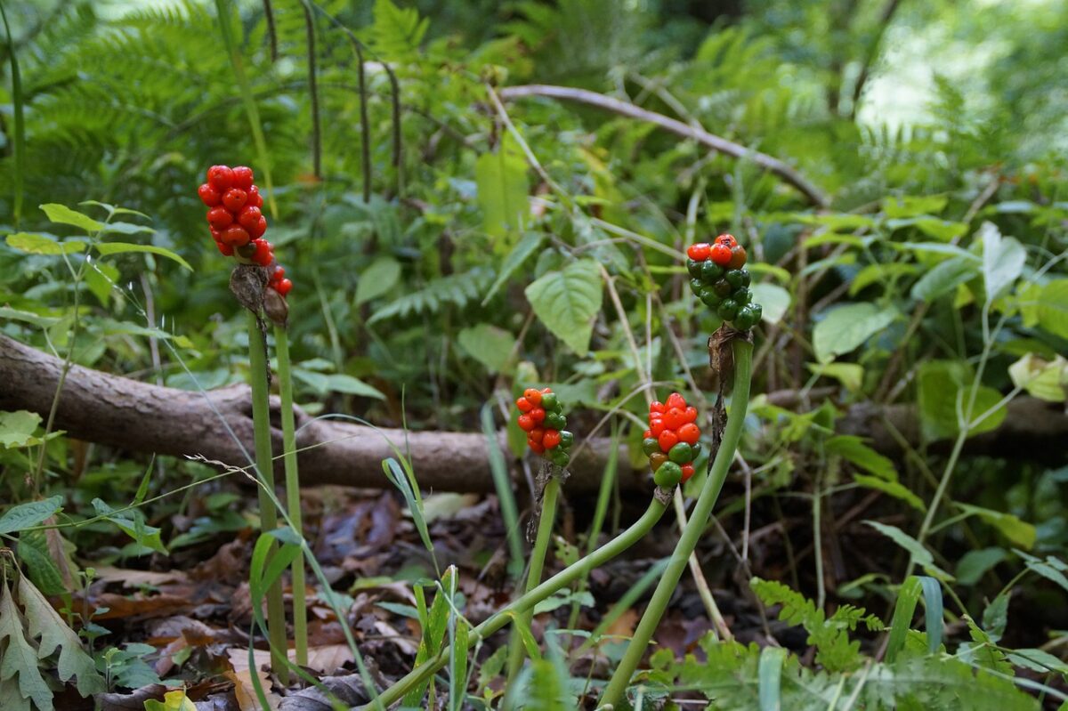 ARUM,, ITALICUM