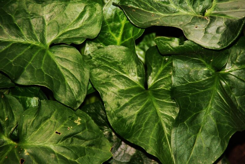 ARUM,, ITALICUM