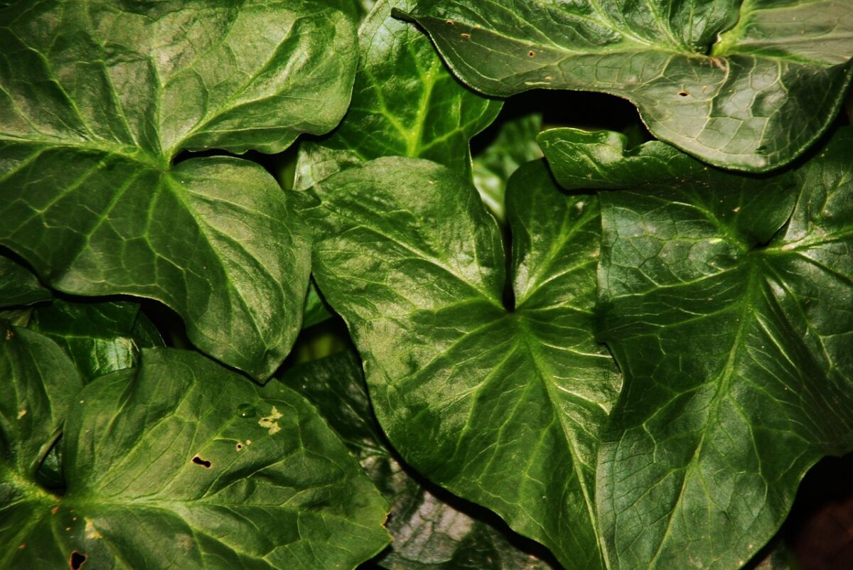 ARUM,, ITALICUM