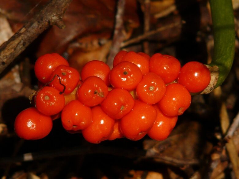 ARUM,, ITALICUM